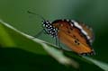 254 Afrikanischer Monarch - Danaus chrysippus